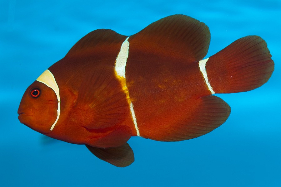 Maroon Clownfish (Premnas biaculeatus) in Aquarium